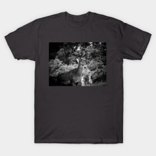 stag 2 T-Shirt